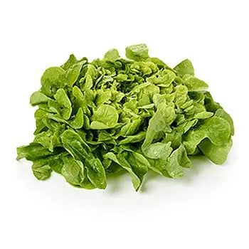 Green Oak Leaf (x1)