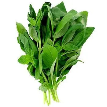 Basil 20g