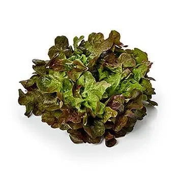 Brown Oak Leaf Each